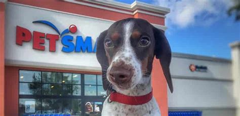 card smart tucson|pet smart Tucson.